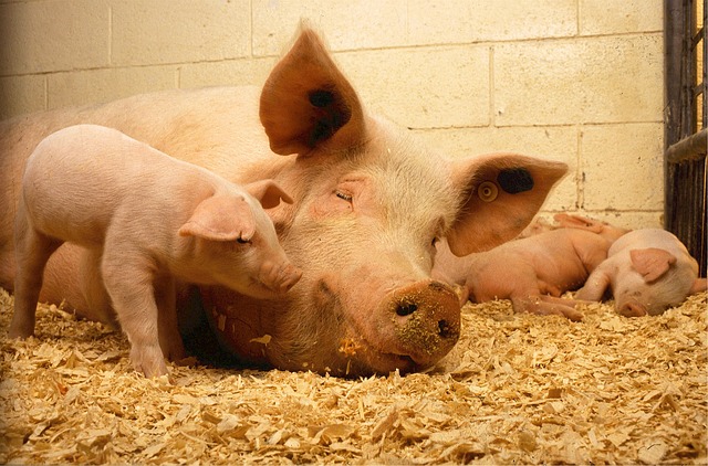 pigs-520896_640